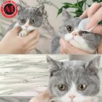 Pet Eye Wipes to wipe Eyes for Dogs & Cats Eye & Tearstain Cleaning (130 Pcs) - Image 4