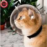 Clear Pets Mouth Cover Muzzle Anti Bite for Grooming Bathing (M & L) - Image 2