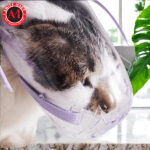 Kitten Cat Grooming Pet Mouth Cone Cover Anti-Bite Cat Mask / Cat Muzzle Transparent
